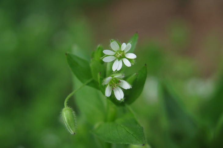 Leaf miner solutions: chickweed