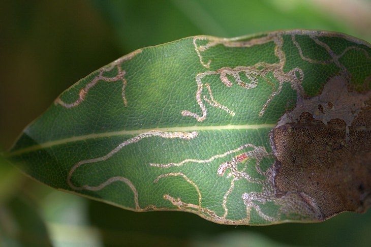 Leaf miner solutions: leaf miner trail