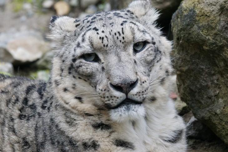 Animais com pelo bonito: leopardo-da-neve