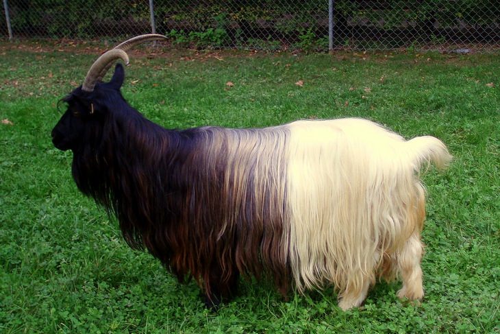 Animals with beautiful hair: goat