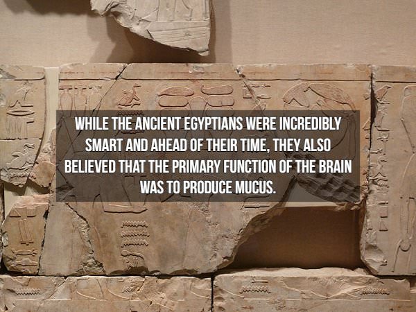 historical fact: Egypt brain