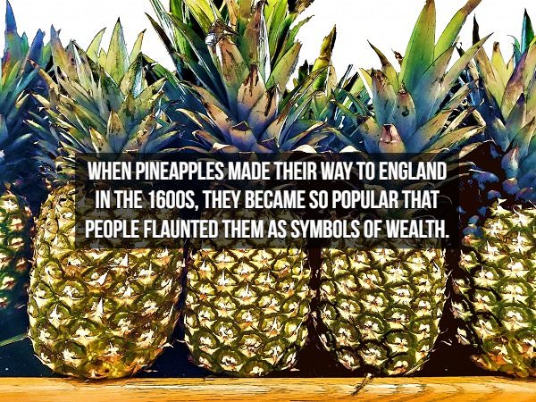 historical fact: pineapples