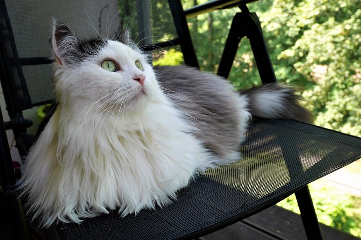 Animals with beautiful hair: Siberian cat