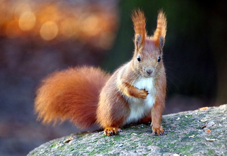 Animals with beautiful hair: squirrel