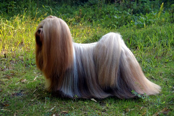 Animals with beautiful hair: lhasa apso dog