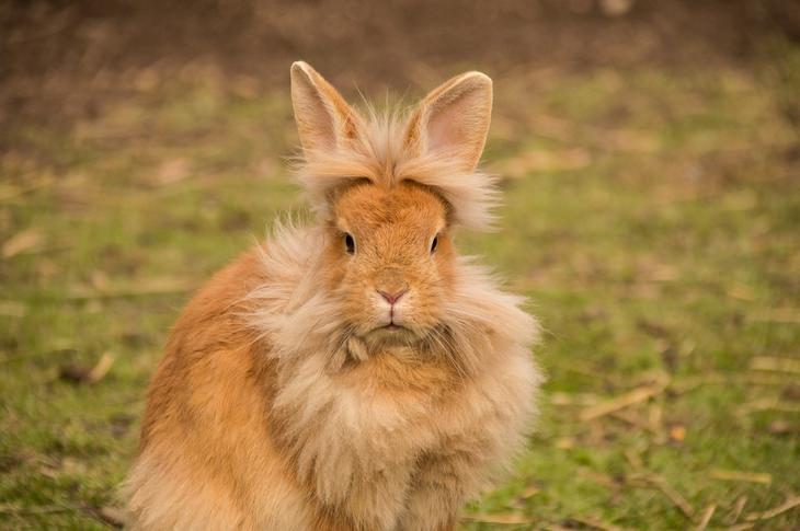 Animals with beautiful hair: rabbit