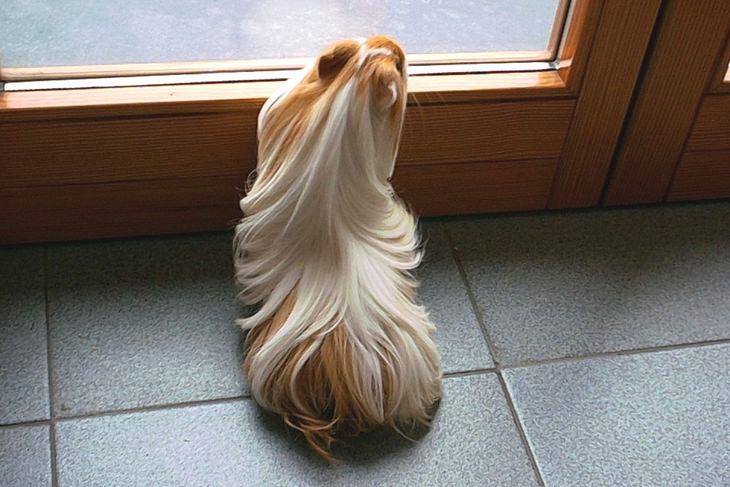 Animals with beautiful hair: guinea pig