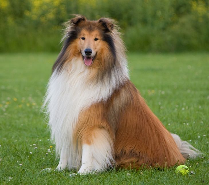 Animals with beautiful hair: collie