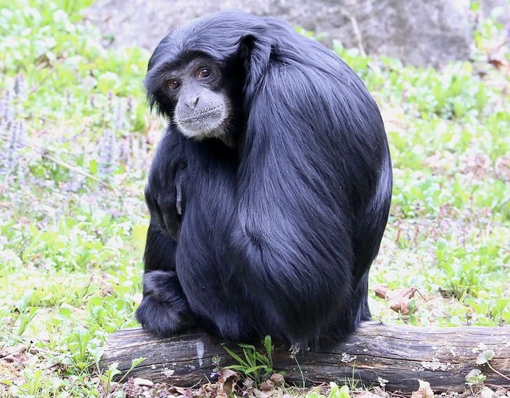 Animals with beautiful hair: siamang gibbon