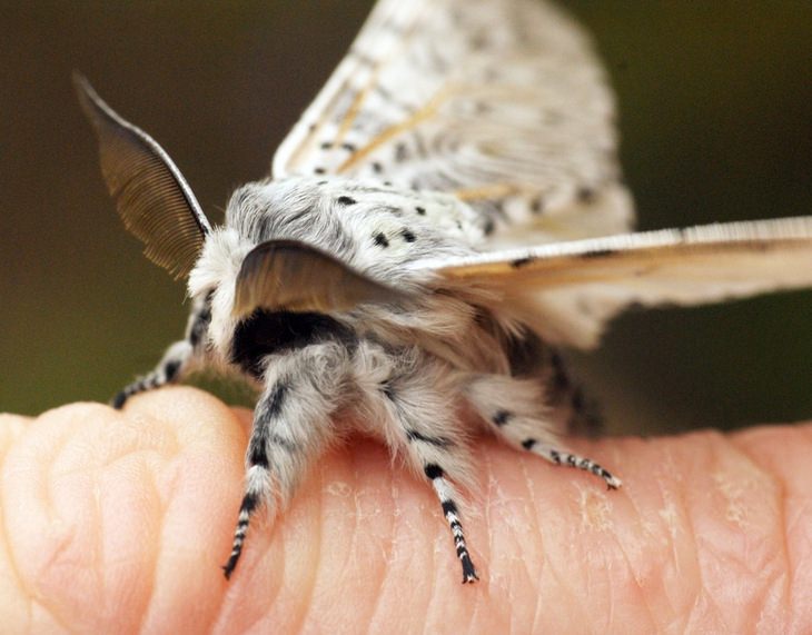 Animals with beautiful hair: puss moth
