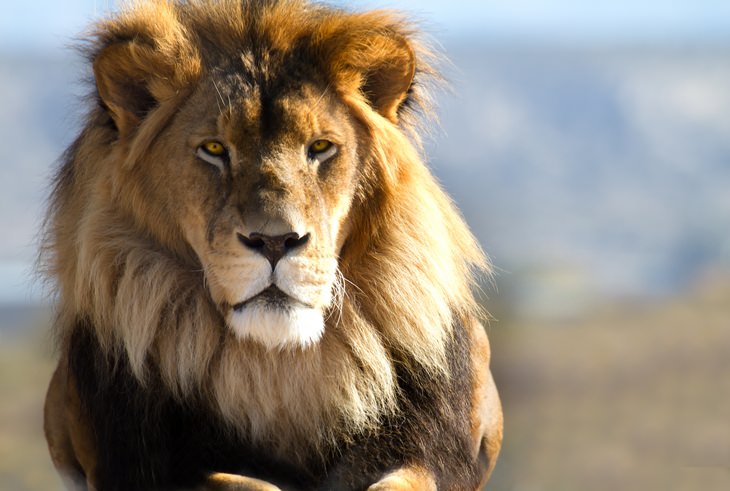 Animals with beautiful hair: lion