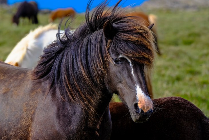 Animals with beautiful hair: horse