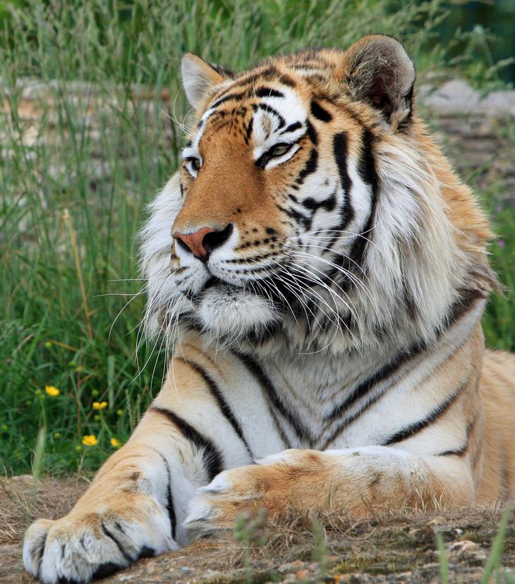 Animals with beautiful hair: Siberian tiger