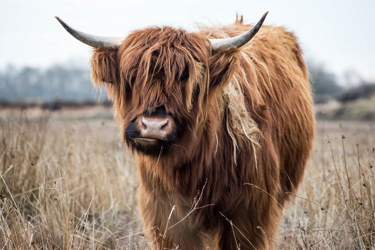 Animals with beautiful hair: yak