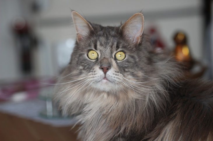 Animals with beautiful hair: maine coon