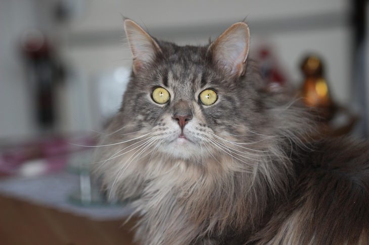 Animais com pelo bonito: maine coon