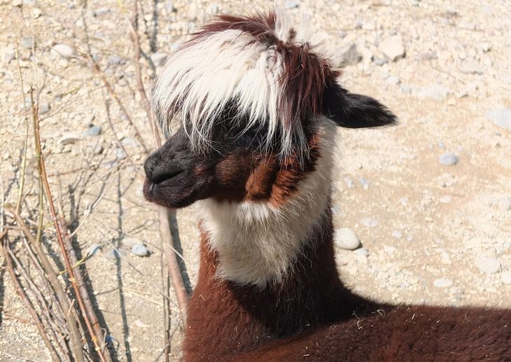 Animals with beautiful hair: alpaca