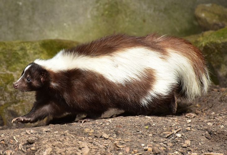 Animais com pelo bonito: gambá