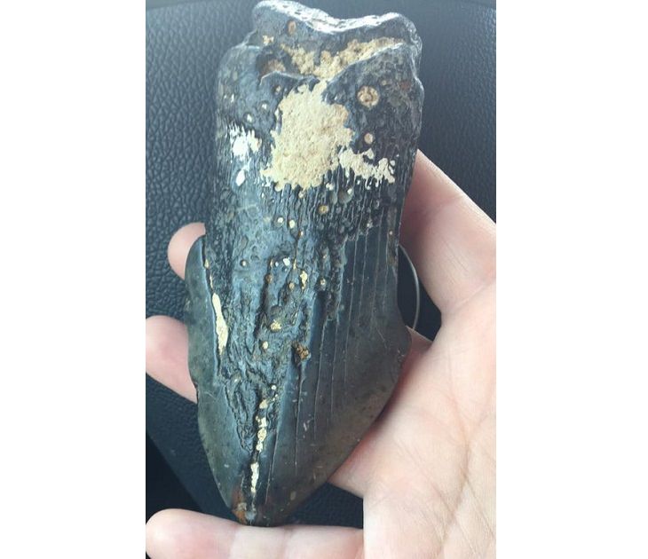 Mysterious objects: megalodon shark tooth