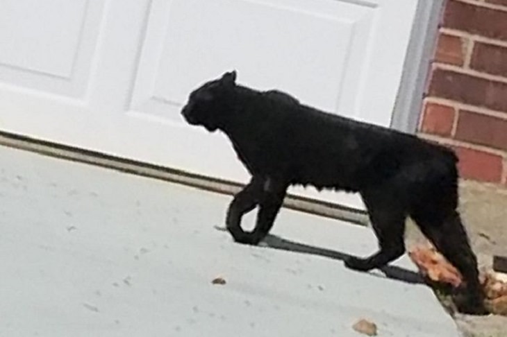 Mysterious objects: black bobcat