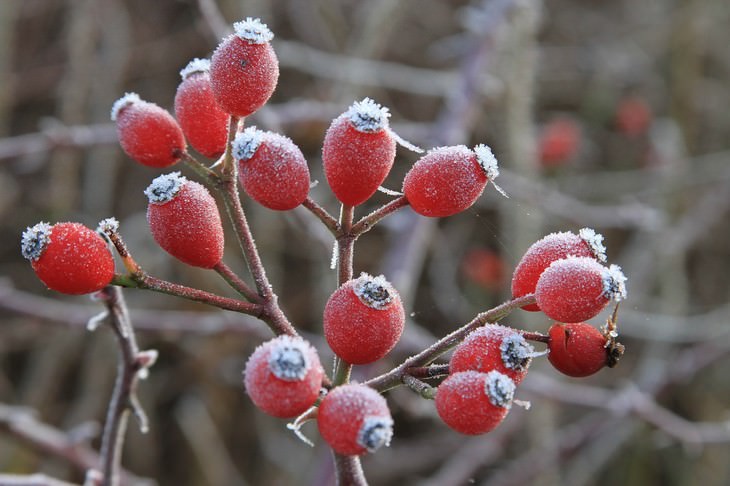 rosehip frozen rosehips