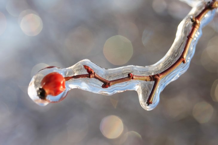 rosehip frozen closeup photo