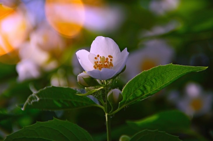 rosehip flower dog rose