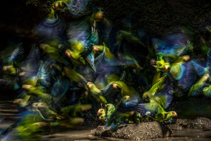 Bird photography winners: Cobalt-winged Parakeets by Liron Gertsman, Bronze Award for birds in flight