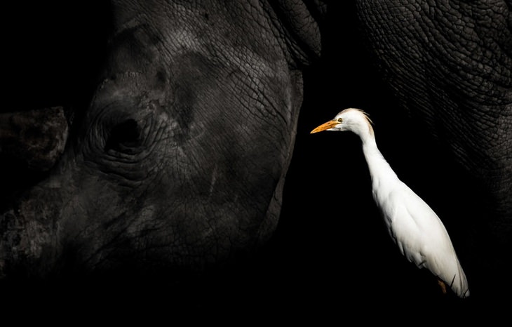 Bird photography winners: Cattle Egret by William Steel, Bronze Award for best portrait