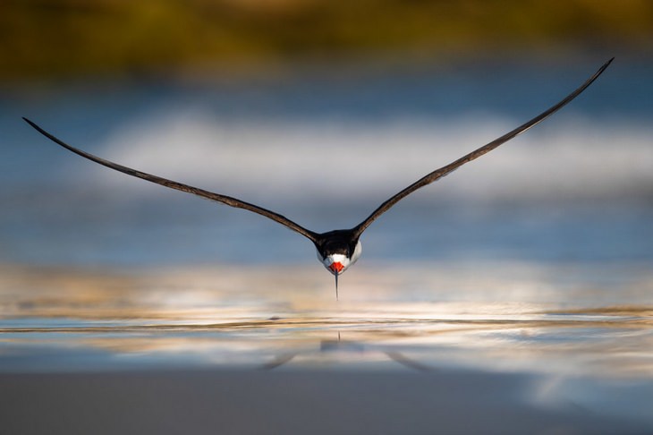 Bird photography winners: Black Skimmer by Nikunj Patel, Gold Award for birds in flight