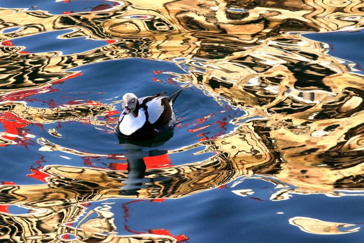 Bird photography winners: Long-tailed Duck by Martin Eschholz, Bronze Award for garden and urban birds