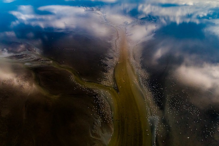 Bird photography winners: Gulls by Mohammed Khorshed, Gold Award for birds in the environment