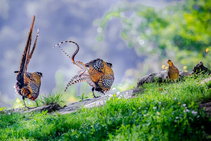 Bird photography winners: Reeve’s Pheasants by Hu Yi, Bronze Award for bird behavior