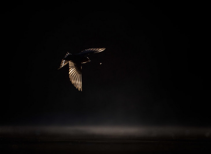 Bird photography winners: Welcome Swallow by Georgina Steytler, Silver Award for birds in flight