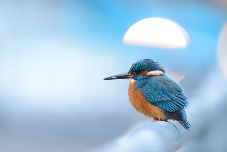 Bird photography winners: Common Kingfisher by Ben Andrew, Silver Award for best portrait