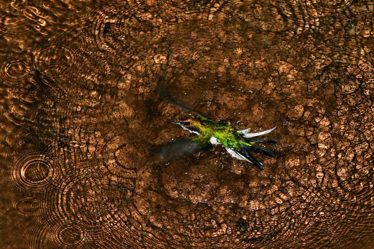 Bird photography winners: Purple-crowned Fairy by Ivan Sjorgen, Gold Award for bird behavior