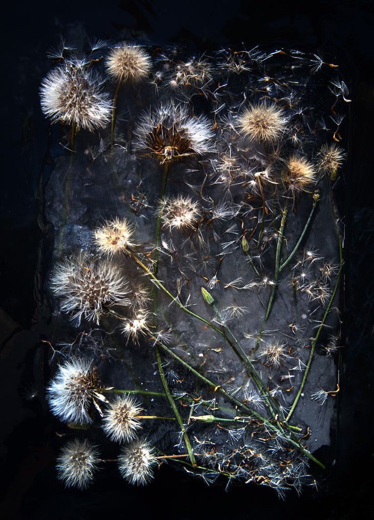 frozen flower photography dandelions Tharien Smith and Bruce Boyd