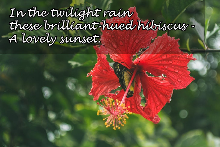Haikus: hibiscus rain