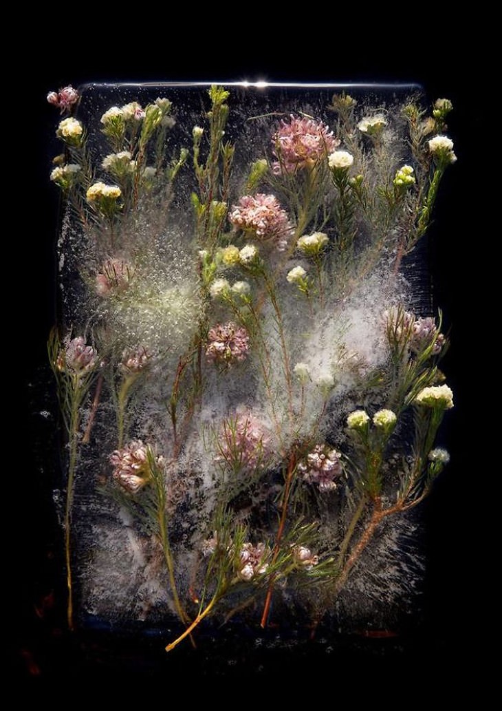 frozen flower photography Tharien Smith and Bruce Boyd