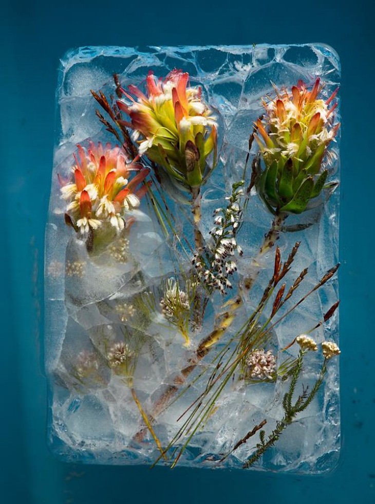 frozen flower photography orange flowers Tharien Smith and Bruce Boyd
