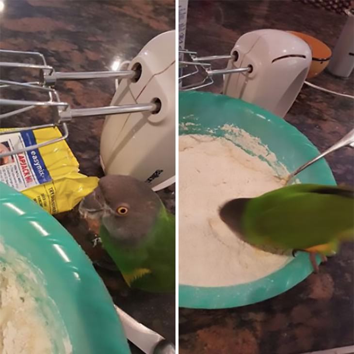 mean birds parrot diving in flour