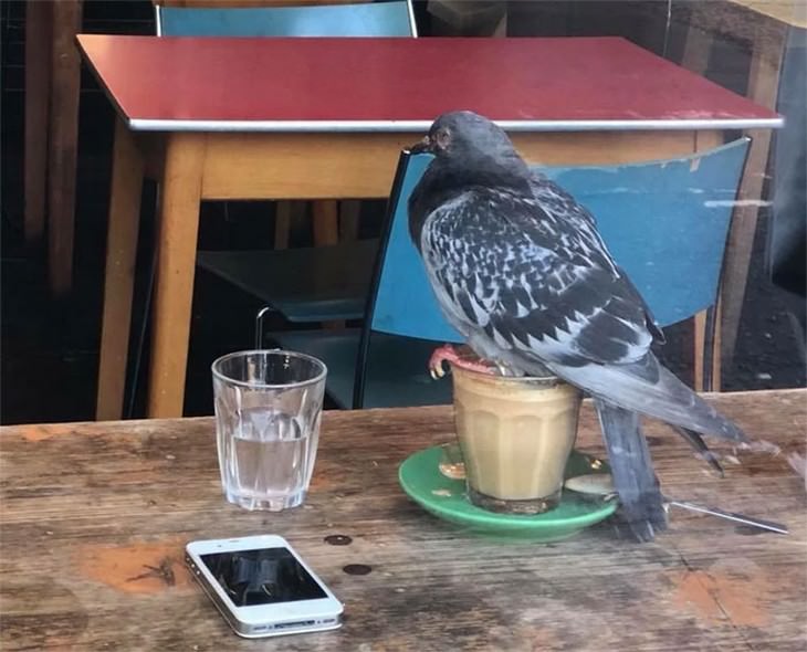 mean birds pidgeon on coffee cup
