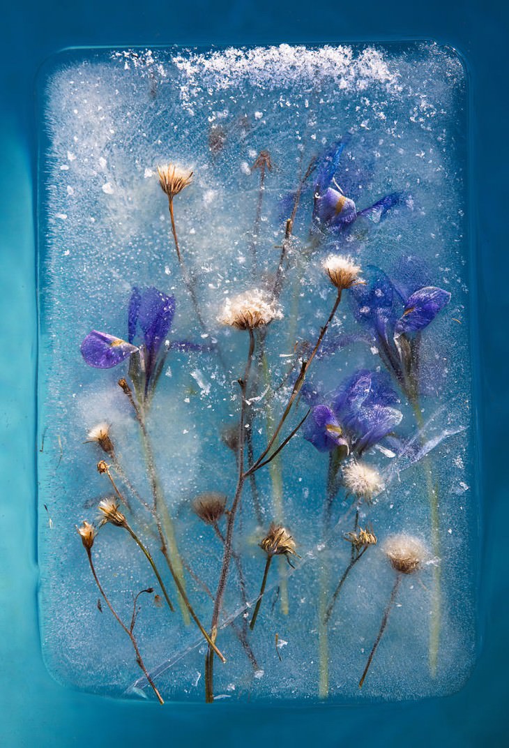 frozen flower photography purple flowers Tharien Smith and Bruce Boyd