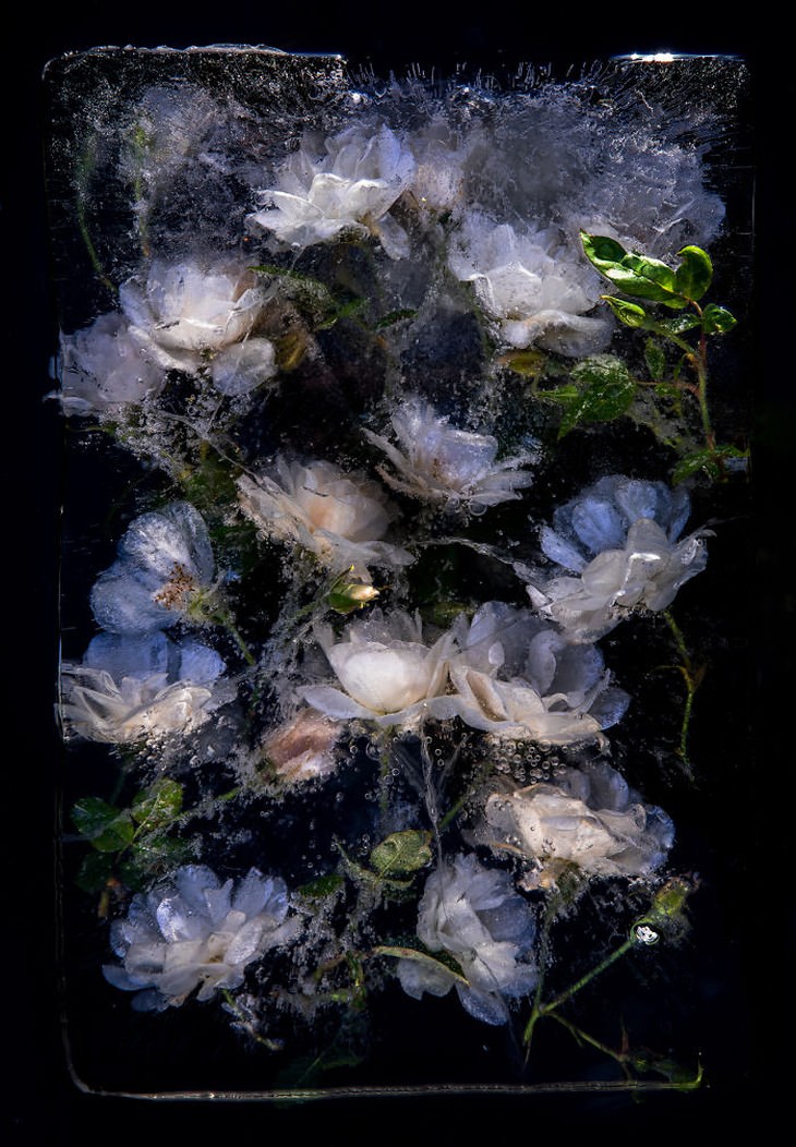 frozen flower photography white petals Tharien Smith and Bruce Boyd