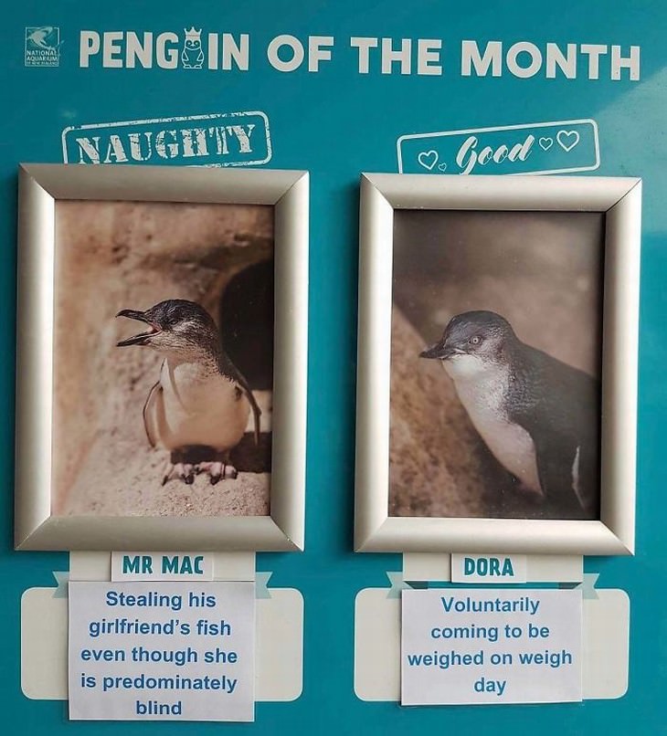 mean birds new zealand aquarium penguin of the month