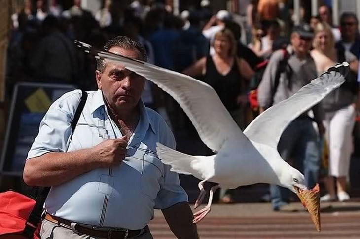 mean birds seagull steals ice cream from man
