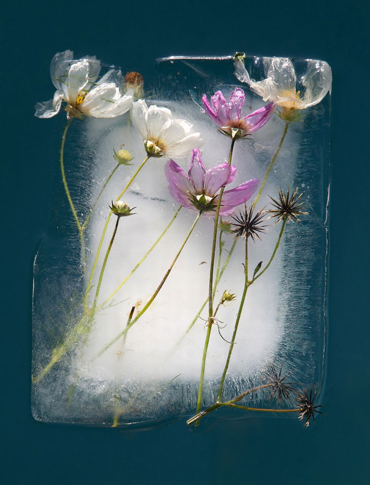 frozen flower photography white and purple flowers Tharien Smith and Bruce Boyd