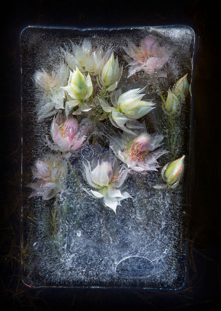 frozen flower photography white flowers Tharien Smith and Bruce Boyd