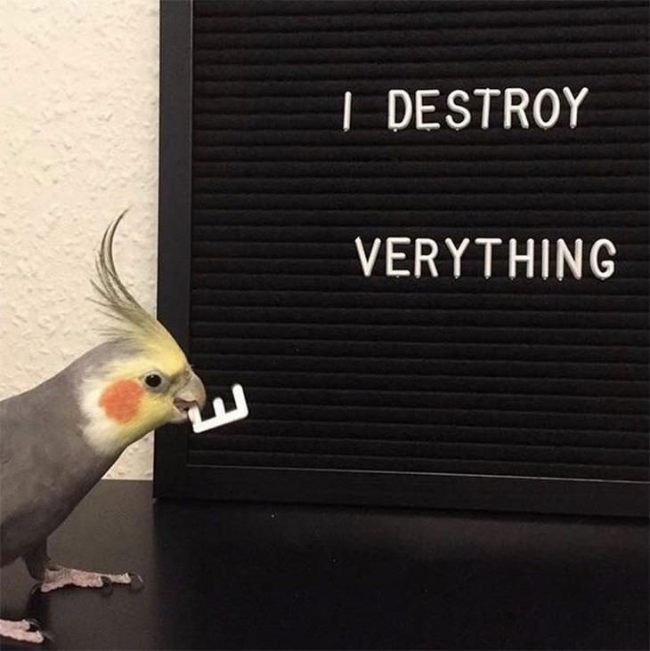 mean birds parrot that destroys everything
