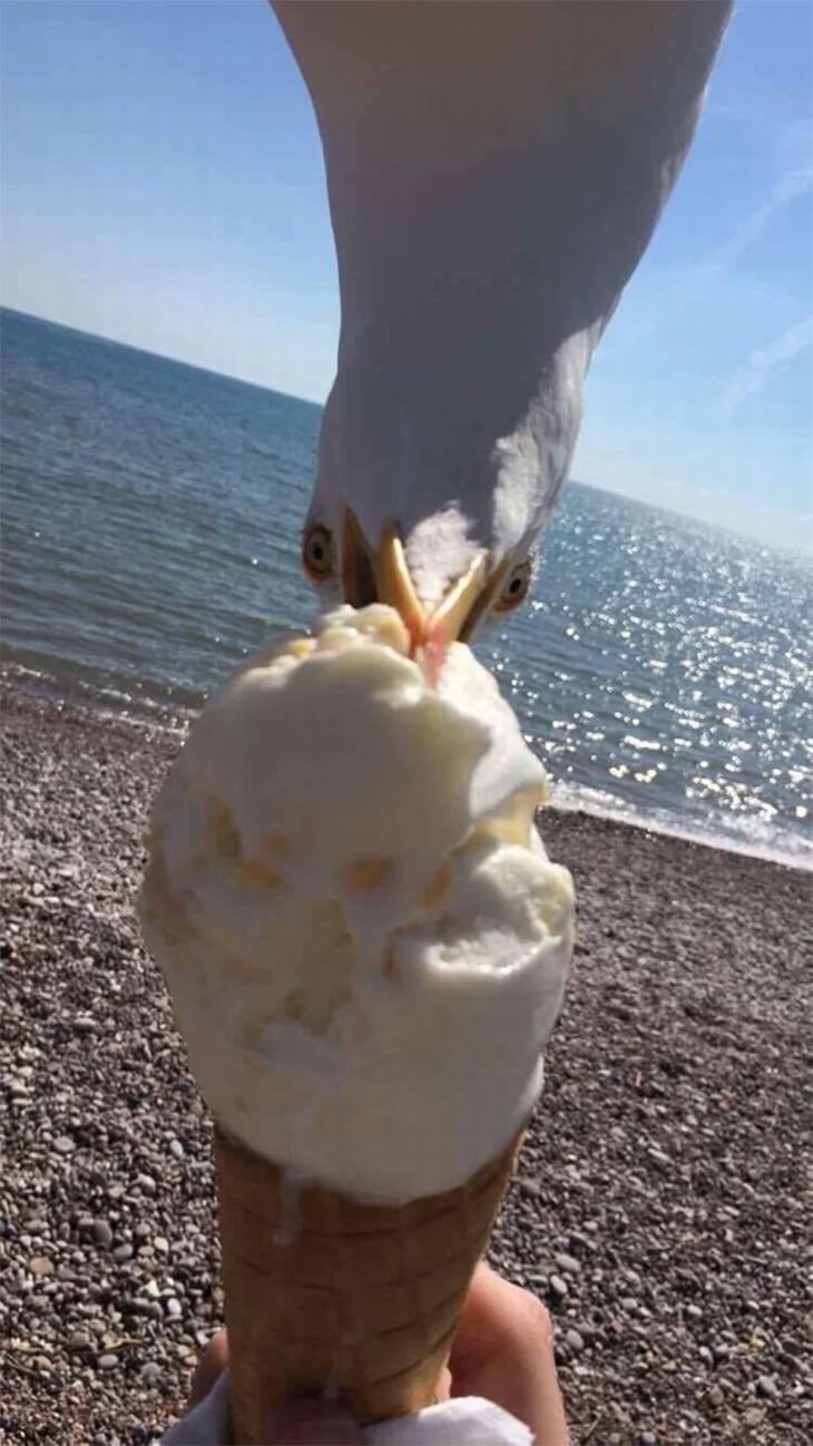 mean birds seagull eating ice cream
